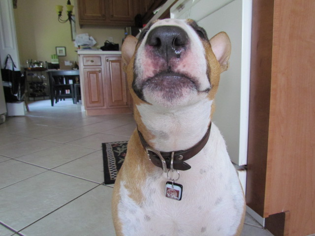 miniature bull terrier hamming it up