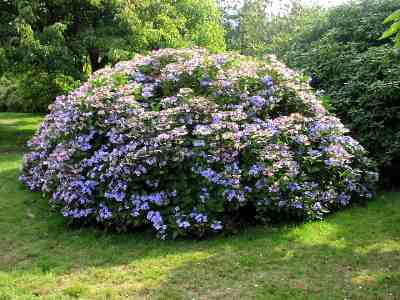 hydrangea-blue