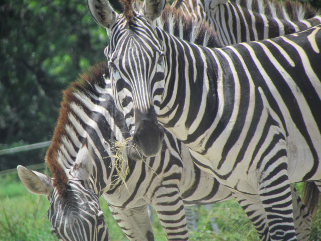 zebras