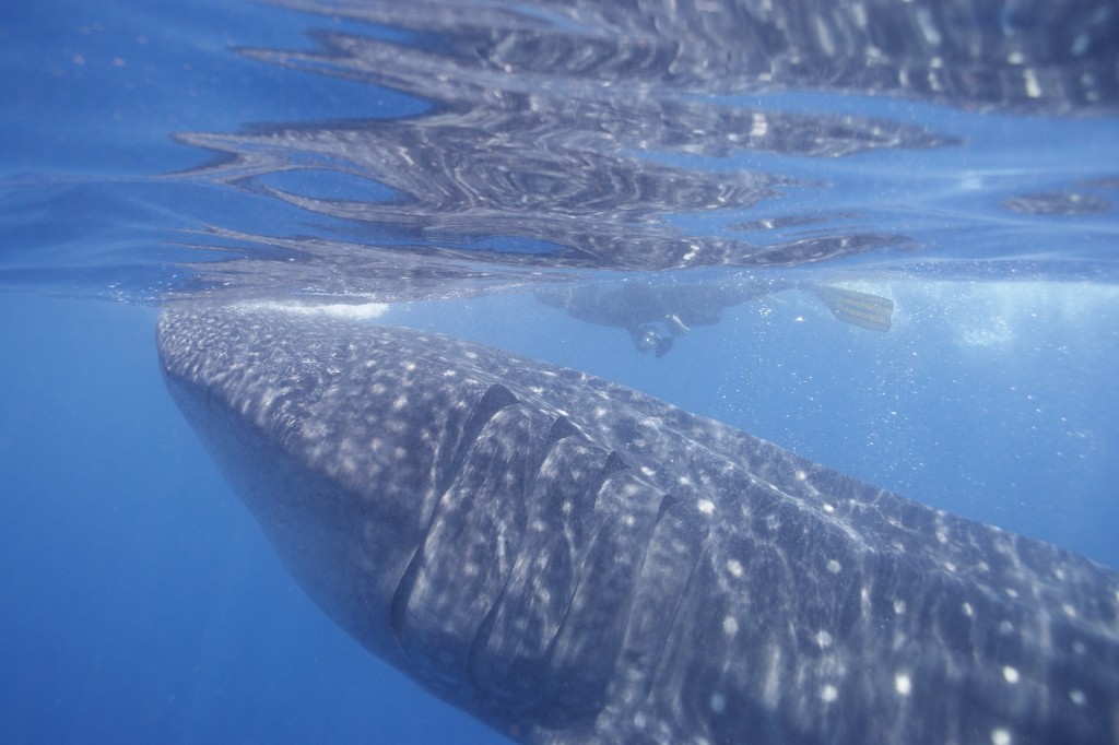 whale shark