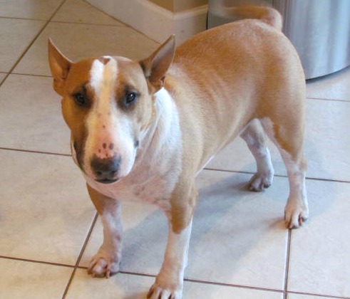 miniature bull terrier