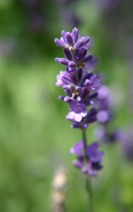 lavender-24_l