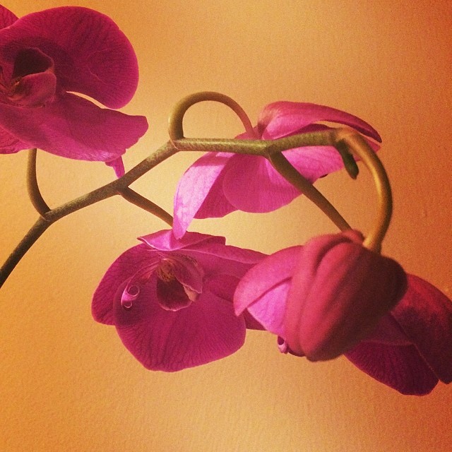 orchid