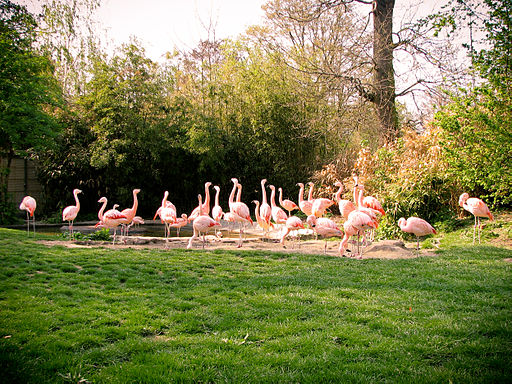 Phoenicopterus_chilensis_at_the_Frankfurt_Zoo (1)