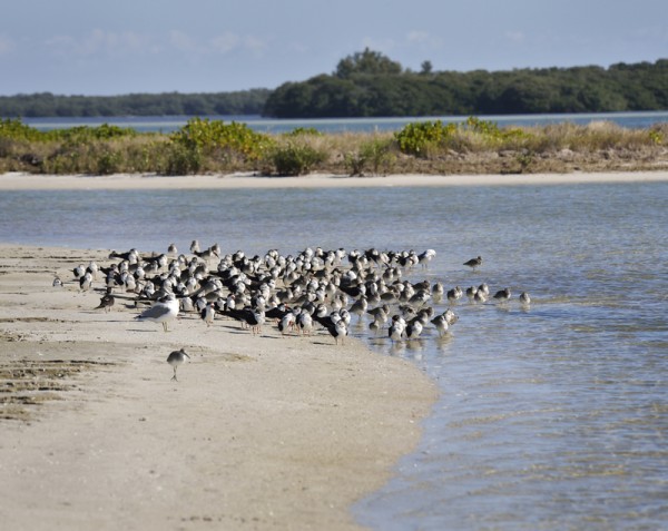 Bird Colony On The Seashore