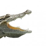 Alligator