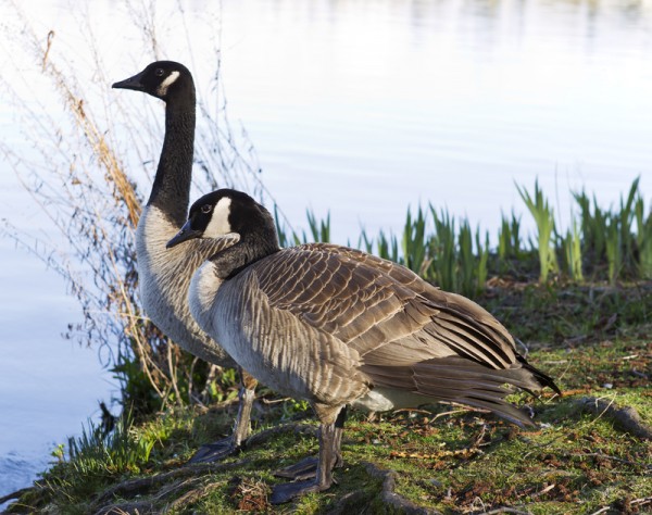 Canadian Geese Mates