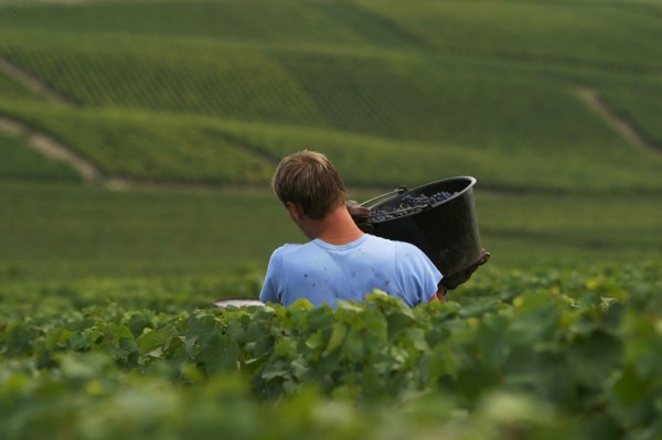 picking grapes