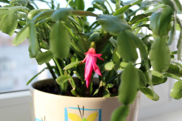 Fine pink flower of Schlumbergera