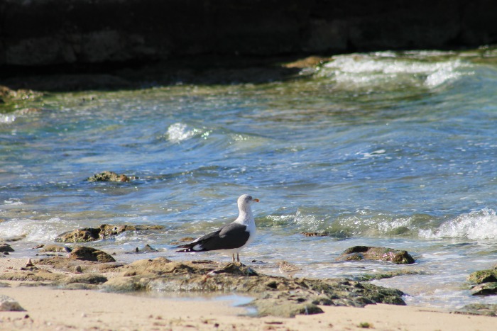 gull on beach