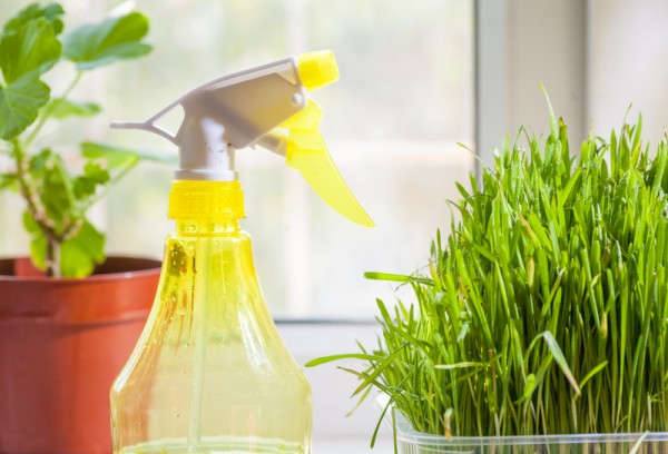 grass and sprayer indoors