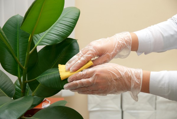 cleaning ficus