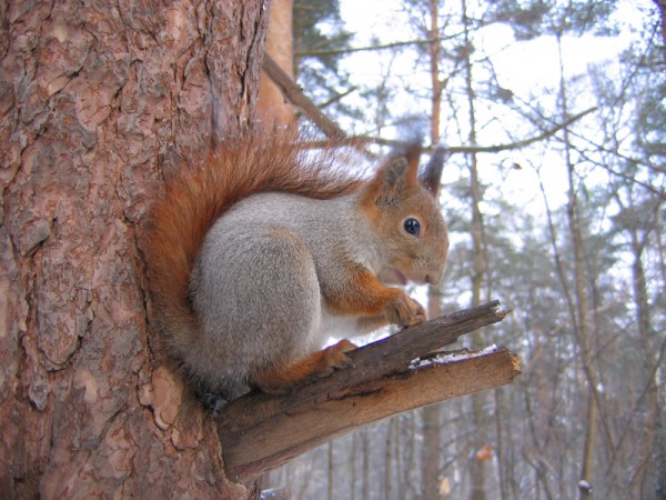 Squirrel at the tree