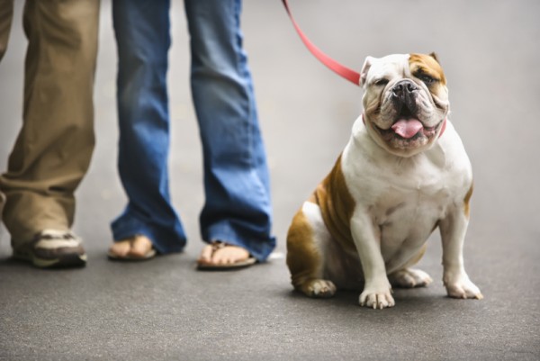 Bulldog on leash.