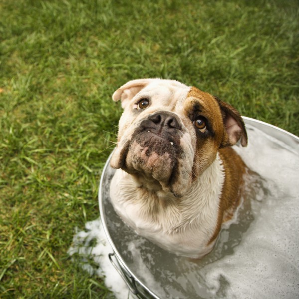 Bulldog in bath.