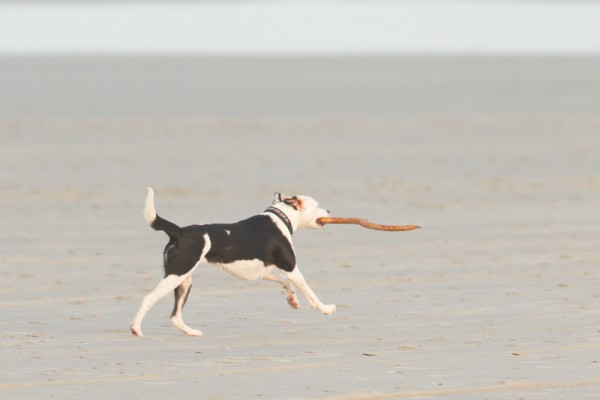 Dog playing with a stick on the beach