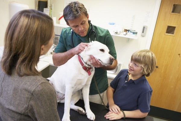 Boy And Mother Taking Dog For Examination By Vet