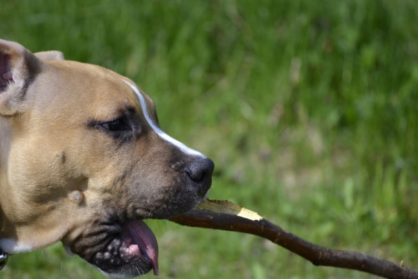 Close up of American Staffordshire Terrier profile playing with
