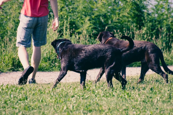 Dogs play outdoor