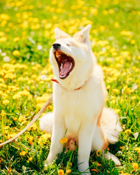 Akita Dog (Akita Inu, Japanese Akita)