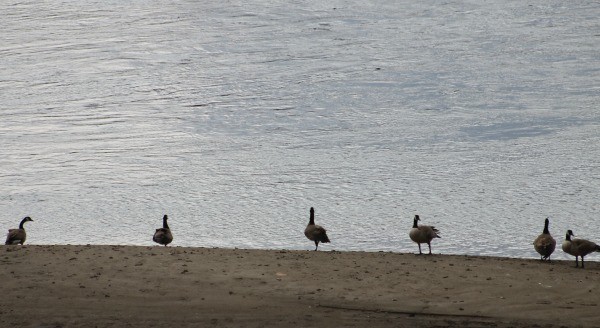 geese