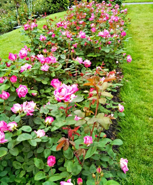 Portland Rose Garden