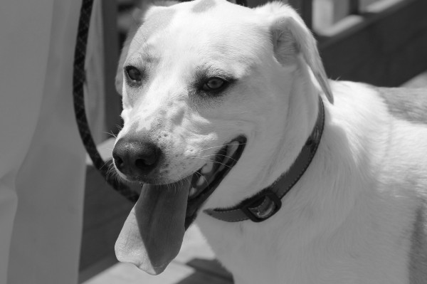 dog in black & white
