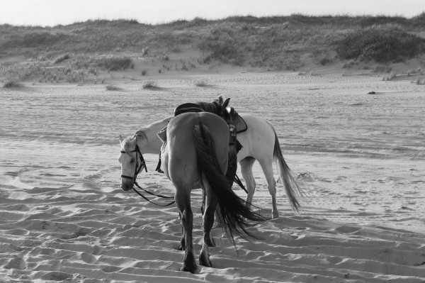 horses in black & white