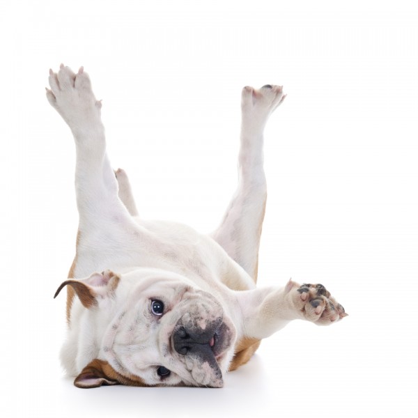 English bulldog rolling over floor, laying upside down, high key