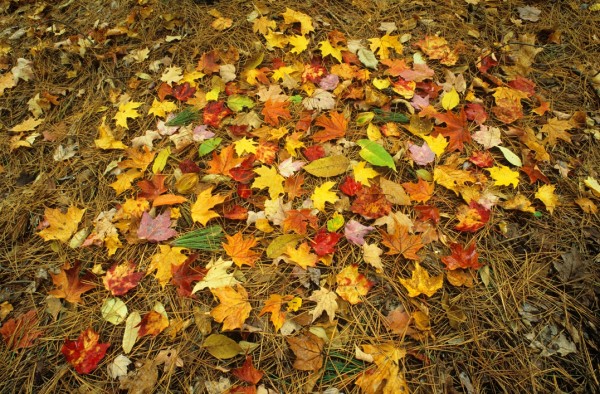 pile of leaves