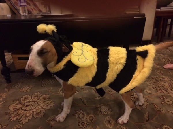 dog costume Halloween