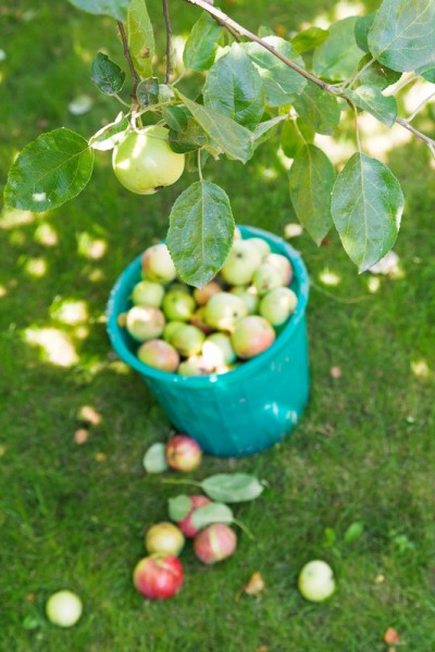 harvesting in orchard and bucket with apples and in summer day