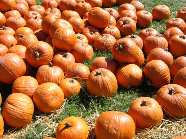 pumpkin patch