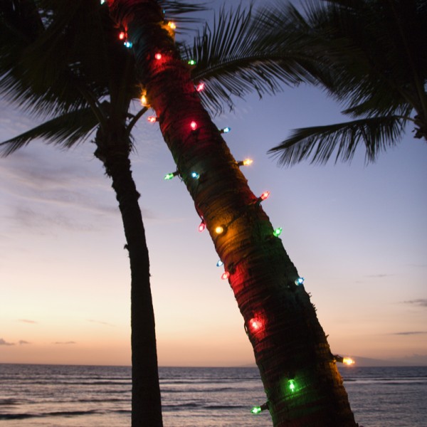 Festive colored lights wrapped around trunk of palm tree at beach at sunset.