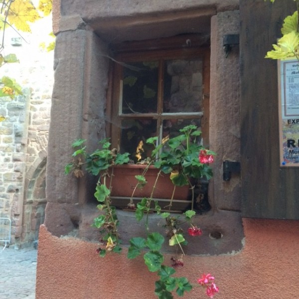 window box Riquewihr