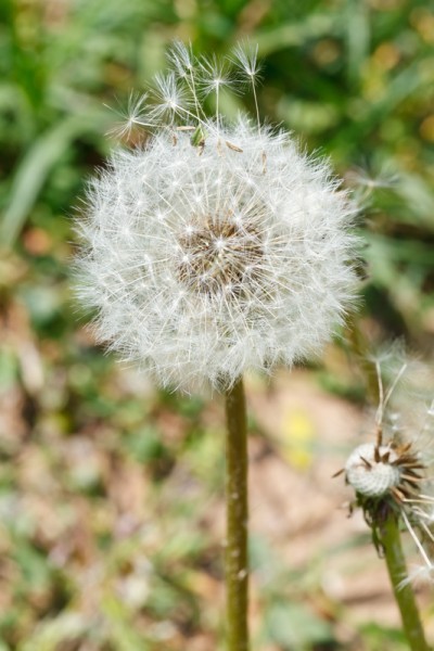 parachutes and seed head of dandelion blowball close up