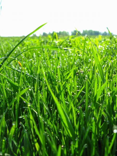 Thrickets of a high green grass