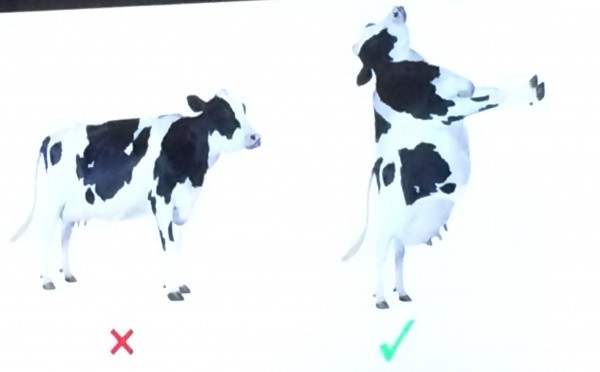 The process of putting a 4-legged cow on 2 legs.