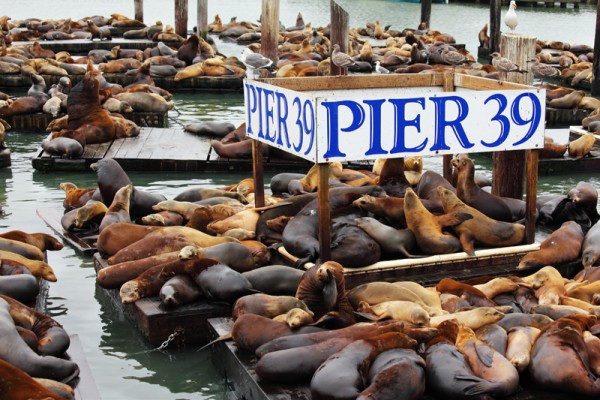 The Pier 39 with sea lions.