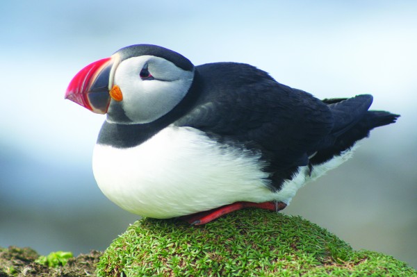 AtmospicsLtd_1382571_PuffinResting.jpg_1457701350