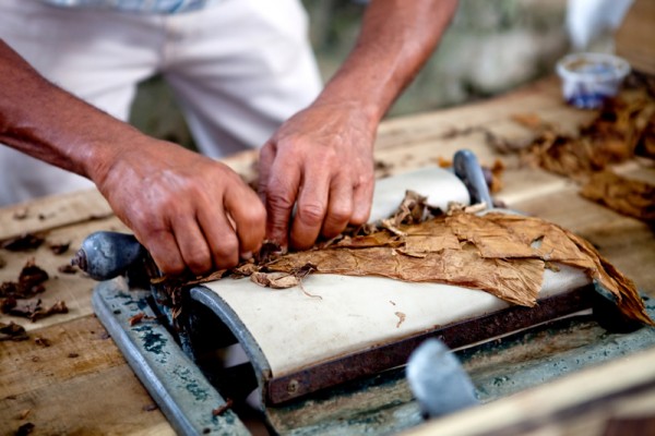 Man processing the tobacco leaves and making cigars