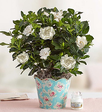 graceful gardenia