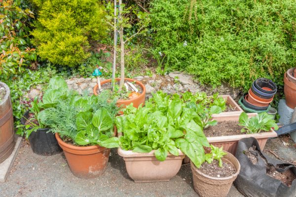 Don't forget the ultimate DIY & plant your own veggies for your outdoor kitchen.