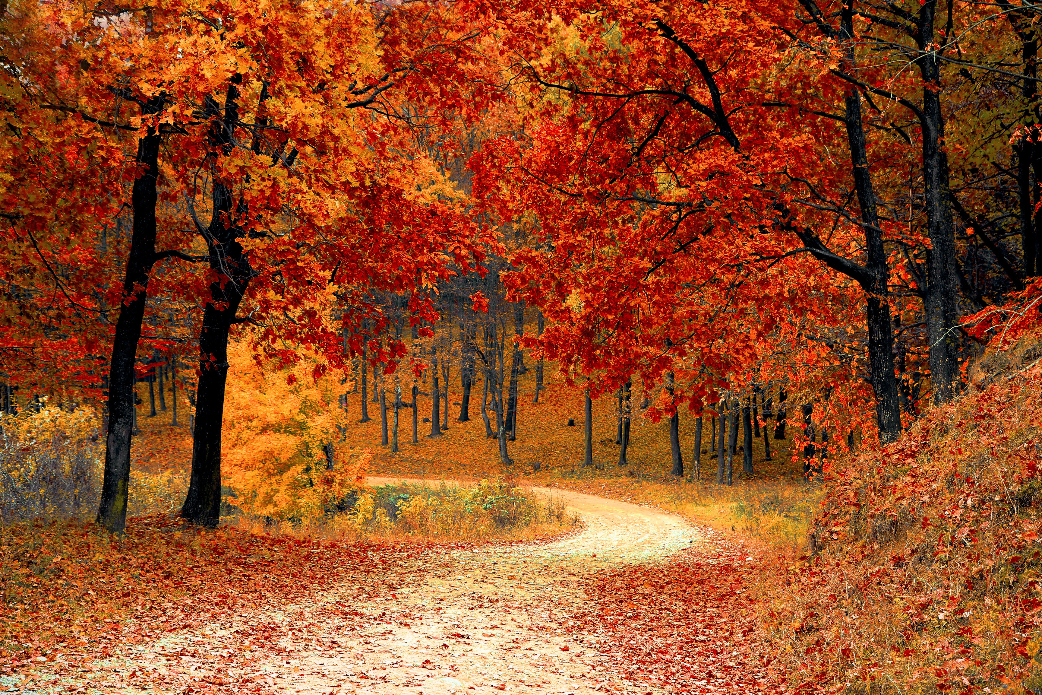 autumn-season-in-pakistan-the-falling-season-autumn-wallpapers