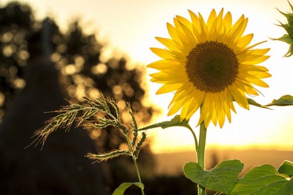 sunflower-sun-summer-yellow