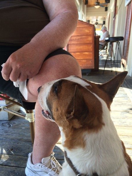 Dog friendly bar Key West Island Dog Saloon