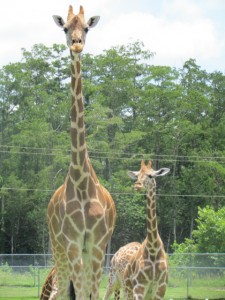Mom and baby giraffe