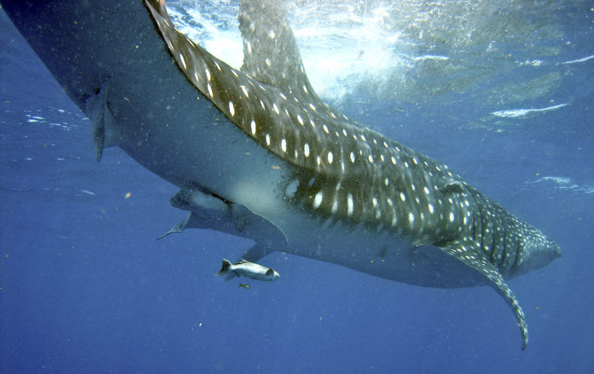 International Whale Shark Day – Cancun