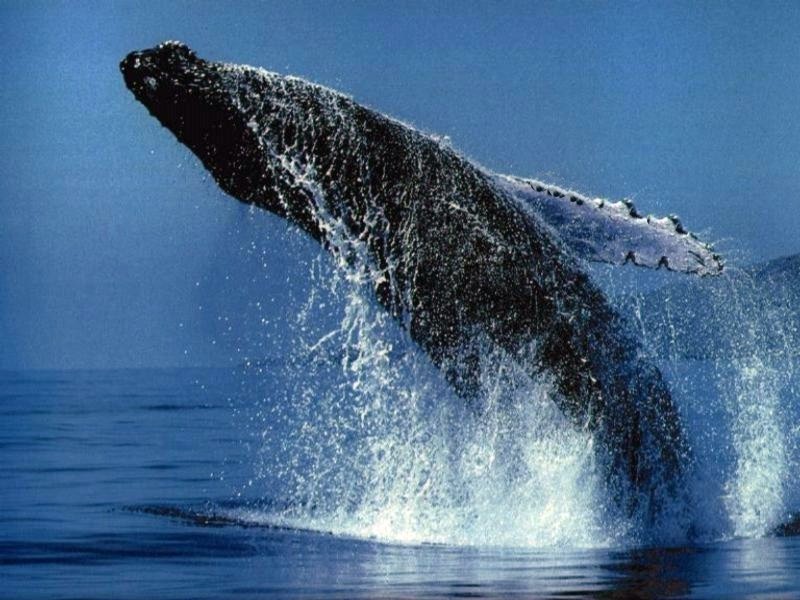 Bucket List: San Diego – whale watching