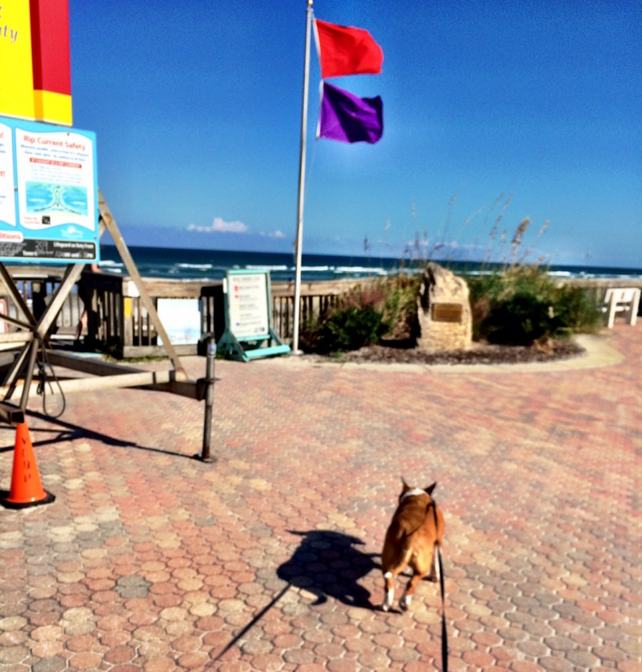 Doggin’ it in Daytona Beach